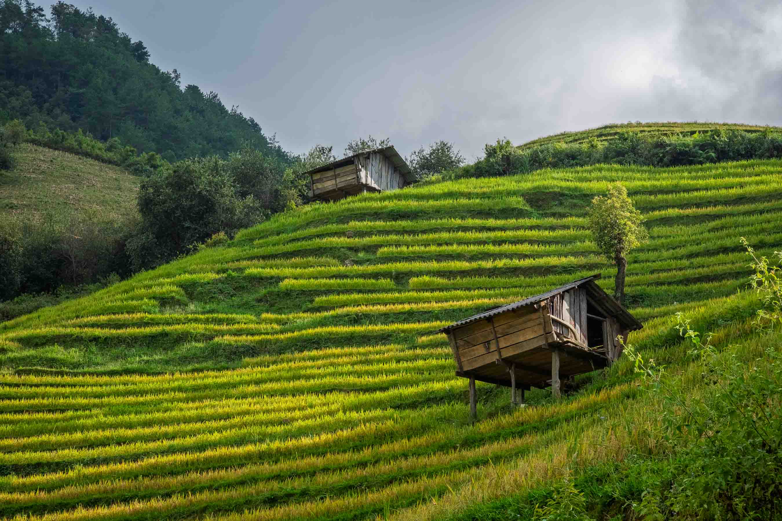 Mu Cang Chai rice terraces